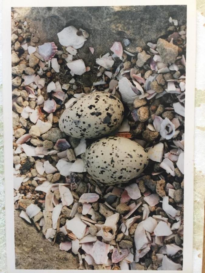The Speckled Egg, 4 Promenade Rd, Lakeside, 开普敦 外观 照片